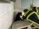 FW-DO: Dortmund-Nette Australian Shepherd Paul unter Küche eingeklemmt