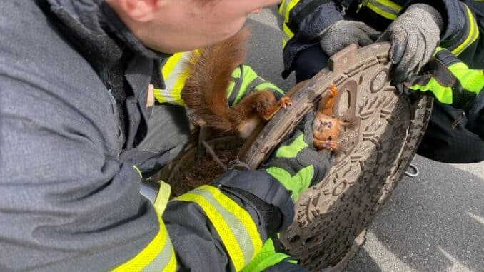 FW-DO: Eichhörnchen aus misslicher Lage befreit