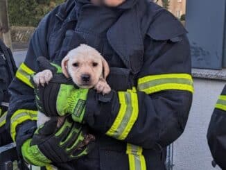 FW-DO: Feuerwehr rettet innerhalb von zwei Stunden zehn Hunde