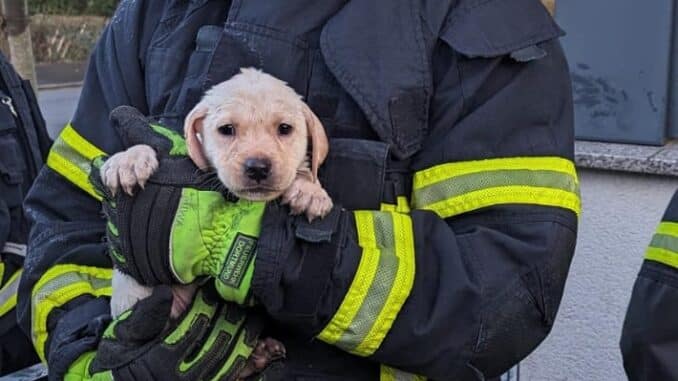 FW-DO: Feuerwehr rettet innerhalb von zwei Stunden zehn Hunde