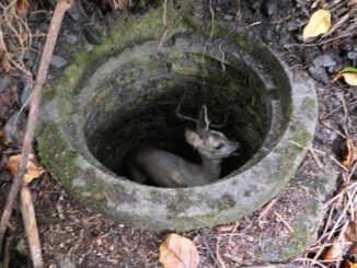 FW-DO: Tierrettung // Junges Reh aus Kanalschacht befreit
