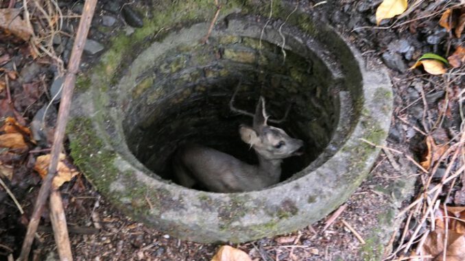 FW-DO: Tierrettung // Junges Reh aus Kanalschacht befreit