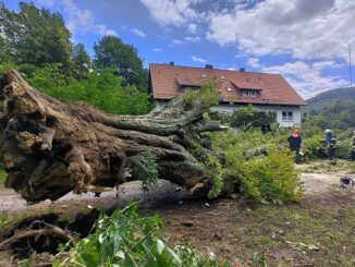 FW-DT: Kastanie gibt Windböe nach