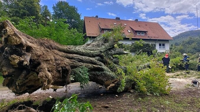 FW-DT: Kastanie gibt Windböe nach