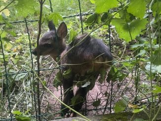 FW-DT: Tierische Rettung &amp; Brandmeldeanlage