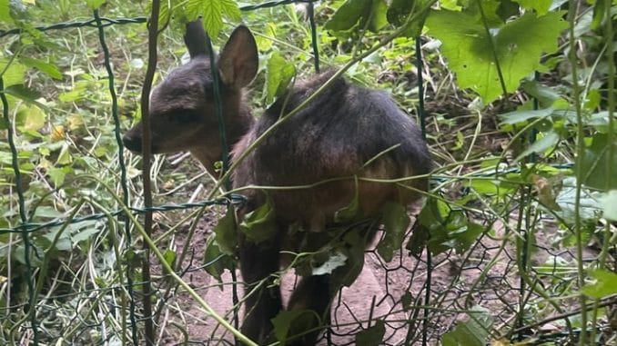 FW-DT: Tierische Rettung &amp; Brandmeldeanlage