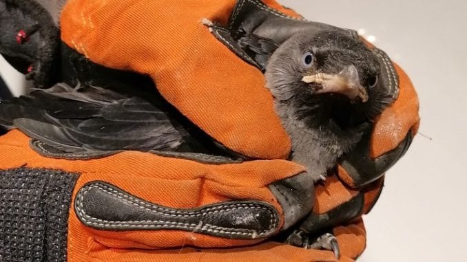FW Dinslaken: Jungvögel aus Lüftungsschacht befreit
