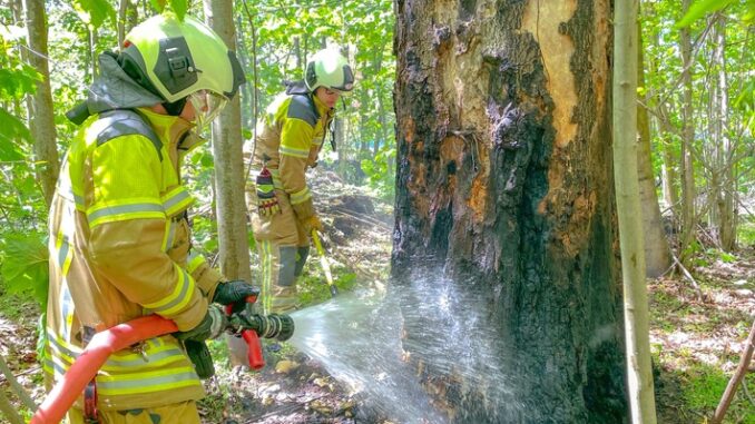 FW Dresden: Mehrere kleinere Waldbrände in der Dresdner Heide