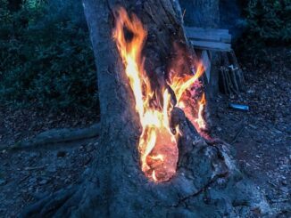 FW-E: Baumstumpf brennt im Waldstück in Essen-Kupferdreh - Feuerwehr muss Baum fällen