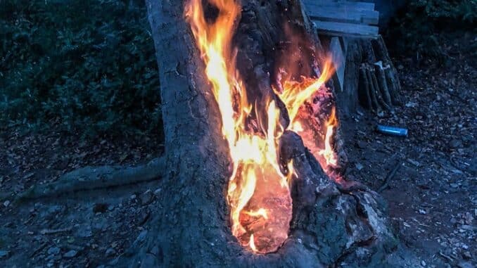 FW-E: Baumstumpf brennt im Waldstück in Essen-Kupferdreh - Feuerwehr muss Baum fällen