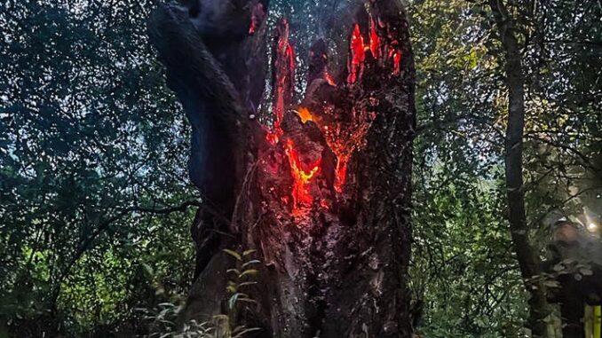 FW-E: Brennender Baumstupf mitten im Naturschutzgebiet - Aufmerksamer Anrufer verhindert schlimmeres
