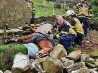 FW-E: Tier in Notlage - Feuerwehr hilft gestürztem Pferd wieder auf die Beine