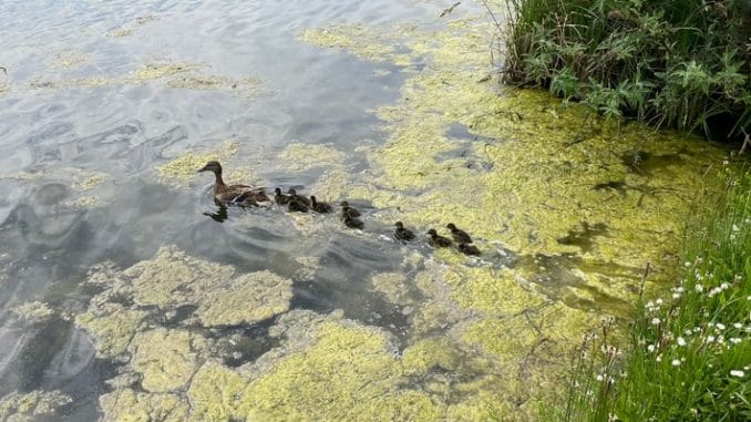 FW-E: Tierischer Einsatz für die Feuerwehr Essen