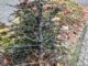 FW-E: Weihnachtsbaum geht in Flammen auf - Mutter und fünf Kinder leicht verletzt