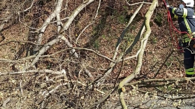 FW-EN: Baum auf Fahrbahn