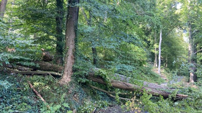 FW-EN: Brandmeldealarm und Gefahrenbäume