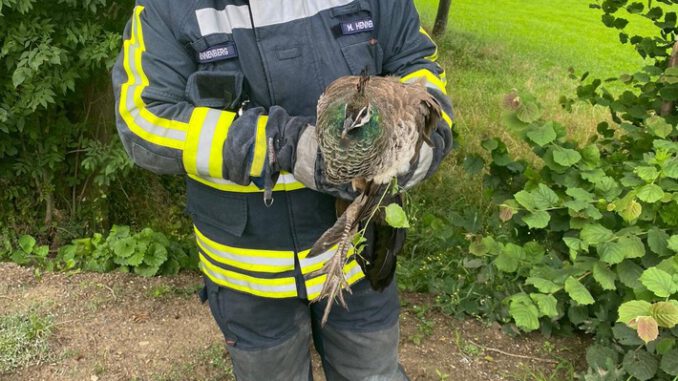 FW-EN: Feuerwehr Hattingen hat breites Einsatzspektrum abgearbeitet