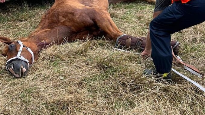 FW-EN: Feuerwehr Hattingen unterstützt bei Tierrettung