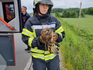 FW-EN: Feuerwehr fängt Bussard ein