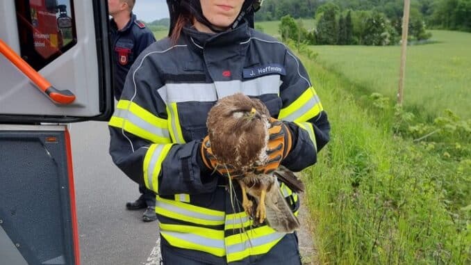 FW-EN: Feuerwehr fängt Bussard ein