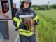 FW-EN: Feuerwehr fängt Bussard ein