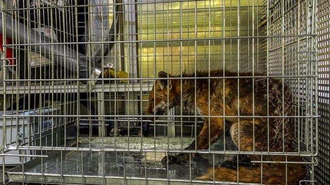 FW-EN: Fuchs in misslicher Lage