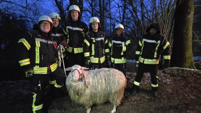 FW-EN: Schaf steckt in Tümpel fest - Tierrettung in Breckerfeld