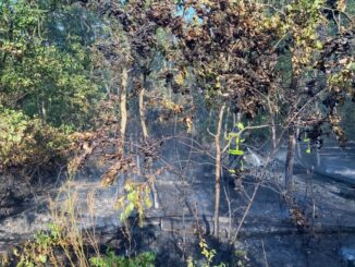 FW-F: Waldbrand am Bahnhof Stadion