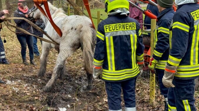 FW Flotwedel: Ortsfeuerwehr Nienhof befreit Pferd aus misslicher Lage