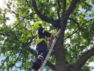 FW Flotwedel: Ortsfeuerwehr Offensen eilt Jungkrähe zur Hilfe