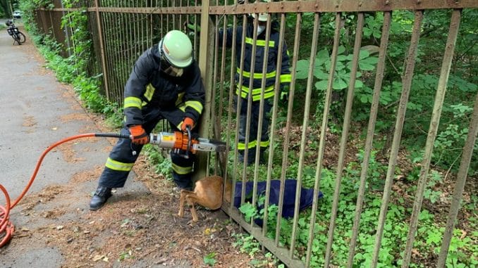 FW-GLA: Tierrettung mit hydraulischem Gerät