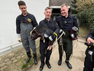 FW Hagen: Tierische Rettung, Schwein aus Notlage befreit