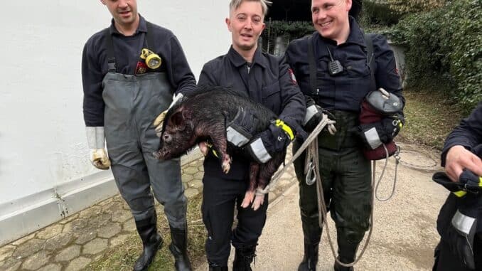 FW Hagen: Tierische Rettung, Schwein aus Notlage befreit