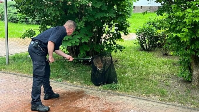 FW Hannover: Tierrettung der Feuerwehr Hannover fängt freilaufenden Fuchs in Oberricklingen ein