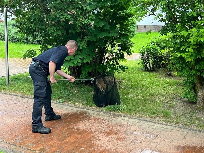 FW Hannover: Tierrettung der Feuerwehr Hannover fängt freilaufenden Fuchs in Oberricklingen ein