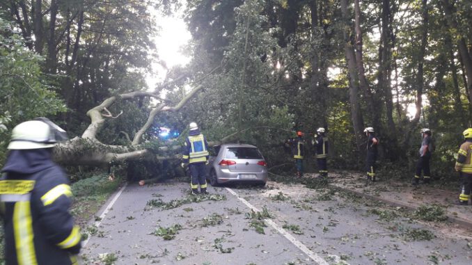 FW-KLE: Baum stürzt auf fahrendes Auto