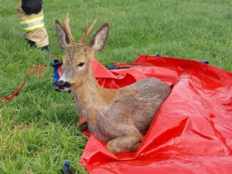 FW-KLE: Rehbock aus dem Spoykanal gerettet