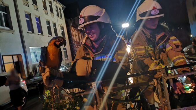 FW Lehrte: Feuerwehren Hämelerwald und Röddensen retten Papagei &quot;Coco&quot; nach missglücktem Ausflug