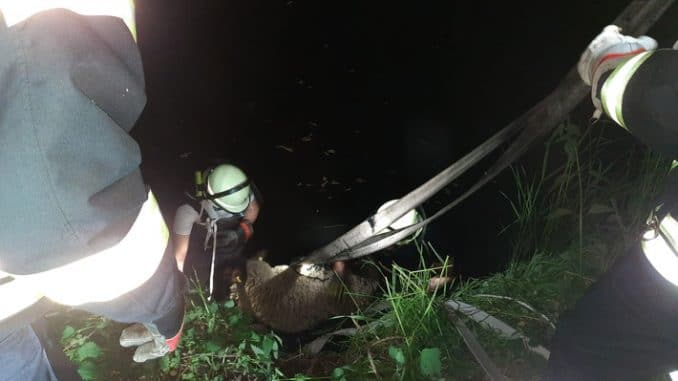 FW Lüchow-Dannenberg: Feuerwehr rettet Schaf aus Schlamm