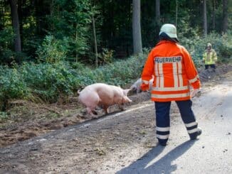 FW Lüchow-Dannenberg: +++Viehtransporter auf Bundesstraße verunfallt+++Feuerwehr fast 12 Stunden im Einsatz+++140 Schweine gerettet+++