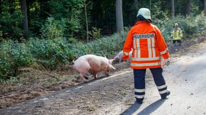 FW Lüchow-Dannenberg: +++Viehtransporter auf Bundesstraße verunfallt+++Feuerwehr fast 12 Stunden im Einsatz+++140 Schweine gerettet+++