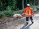 FW Lüchow-Dannenberg: +++Viehtransporter auf Bundesstraße verunfallt+++Feuerwehr fast 12 Stunden im Einsatz+++140 Schweine gerettet+++