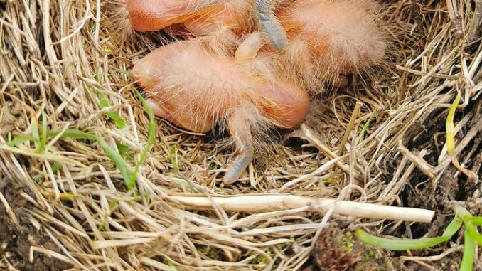 FW-M: Amselbabys allein im Nest (Blumenau)
