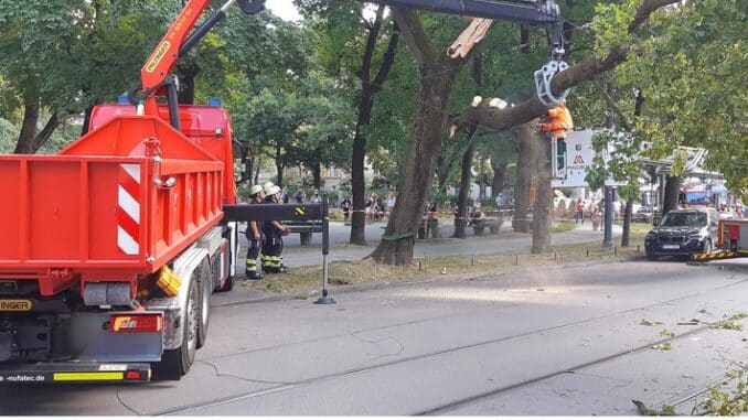 FW-M: Baum liegt auf Stromleitung (Haidhausen)