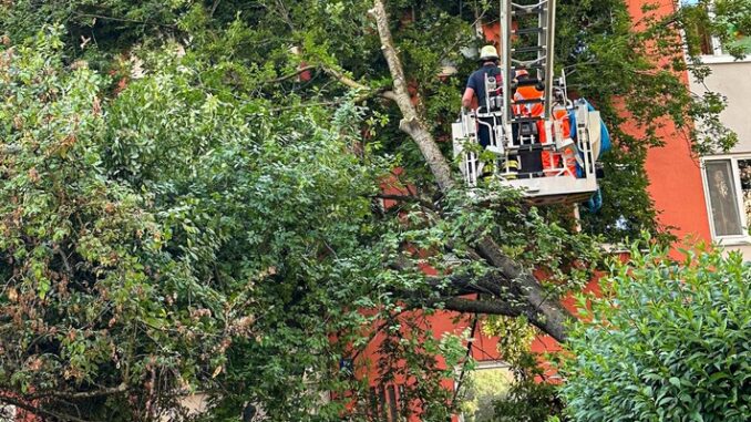 FW-M: Baum stürzt auf Mehrfamilienhaus (Untergiesing-Harlaching)