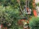 FW-M: Baum stürzt auf Mehrfamilienhaus (Untergiesing-Harlaching)