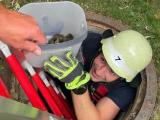 FW-M: Entenküken in Schacht eingesperrt (Milbertshofen)