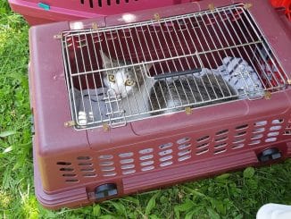 FW-M: Katzen aus brennender Küche gerettet (Bogenhausen)