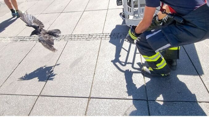 FW-M: Krähe am Stachus gerettet (Lehel)