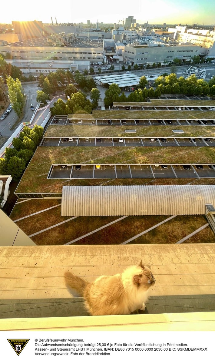 FW-M: Luftige Aussicht einer Katze (Milbertshofen)